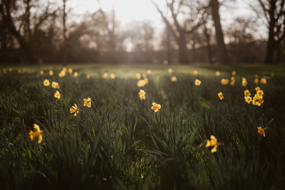 A field of early spring yellow daffodils in bloom, scattered across lush green grass with tall trees in the background, illuminated by soft, warm sunlight during sunset or late afternoon. The flowers 