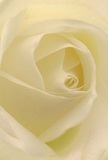This evocative image draws you deep into the serene heart of a creamy white rose, crafted with care by a South Tottenham florist attuned to the area's subtle rhythms. The tightly wound core spirals outward, each petal soft and luminous as if brushed by the first light above West Green. The petals feel impossibly delicate, whisper-light with a matte velvet finish, catching the day's gentle glow and casting faint, peaceful shadows between each layer. The mood is tranquil and contemplative, perfect for marking private moments of remembrance, quiet admiration, or fresh starts. The composition captures not only the flower's elegant geometry, but the loving attention of the hands that arranged it-an artistry familiar to those who seek both comfort and celebration here in South Tottenham. A faint, sweet fragrance is almost perceptible on an imagined breeze, merging floral grace with the faithful artistry behind every meaningful bouquet. This rose becomes a living symbol, ideal for moments where emotion runs deep and words fall away.